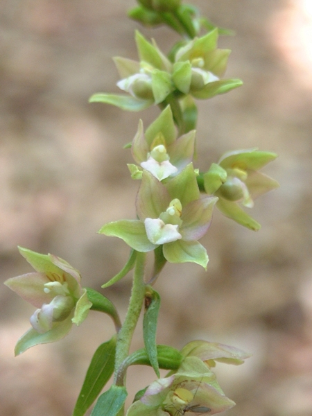 Epipactis helleborine